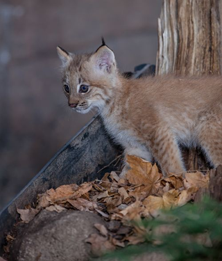 Illustration for article titled ZOMG CANADIAN LYNX TRIPLETS!!! C'EST MIGNON!!!